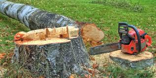 Best Tree Maintenance Programs  in Unionville, TN