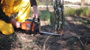 Best Tree and Shrub Care  in Unionville, TN
