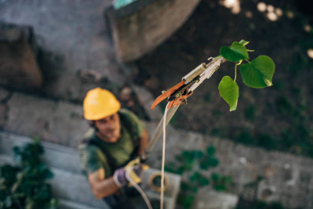  Unionville, TN Tree Removal Pros