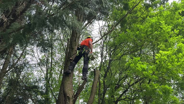 Best Utility Line Clearance  in Unionville, TN