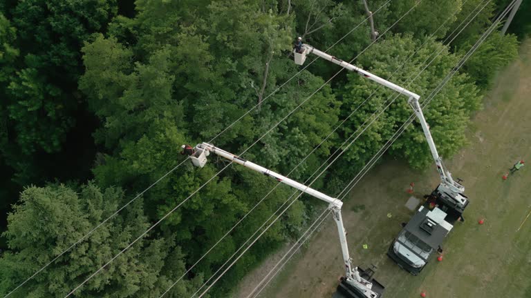 Reliable Unionville, TN Tree Removal Solutions