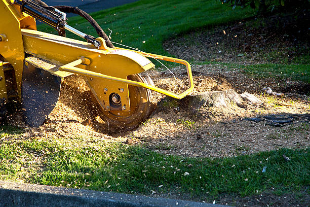 Best Emergency Tree Removal  in Unionville, TN