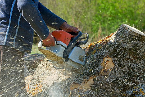 Best Root Management and Removal  in Unionville, TN